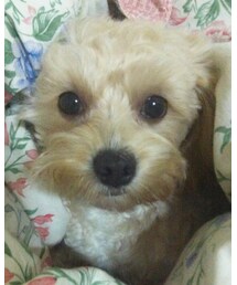 Maltese/Poodle | その他