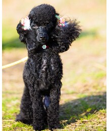 Coco（ZOZOLuiiRe） | その他