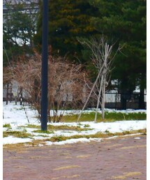 Levi's | デニムジャケット