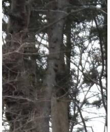 STANDARD CALIFORNIA | キャップ