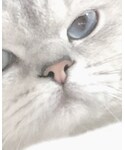 银点の「その他(その他)」