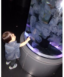 くらげ〜♪ | その他