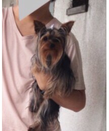 ヨークシャーテリア | その他