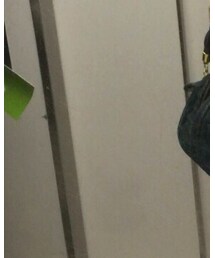 Casselini | ハンドバッグ