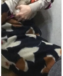 Pal'las Palace | ワンピース