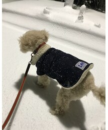 雪にささったまま固まるチャコ | デニムジャケット