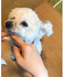 チャコ毛づくろい? | その他