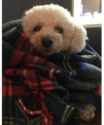 チャコ、さむいよー | スウェット