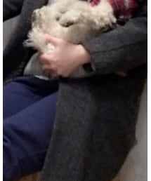 SHORT CUT FOR MARKS | チェスターコート