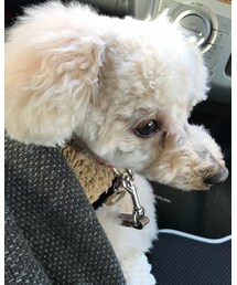 チャコの通勤風景♡ | その他