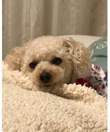 チャコもワンピース♡ | これじゃワンピースってわからないね💦(ワンピース)