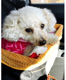 カメラ目線のチャコ♡ | ワンピース