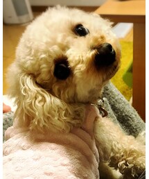 膝の上のチャコ♡ | Tシャツ/カットソー