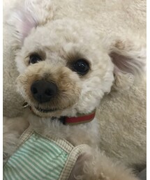 ねっ転がるチャコ♡ | その他