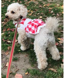 チャコはハイジ風♡ | シャツワンピース