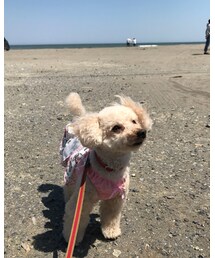 浜辺のチャコ♡ | その他