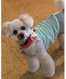 チャコもみどりだよ♡🐸☘️🌵🥦 | トリミングから帰ってきたよ♡(その他)