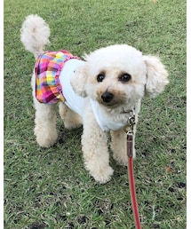 チャコ公園でお散歩♡ | その他