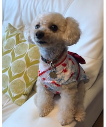 チャコの金魚浴衣♡ | その他