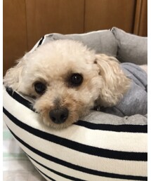 1日中お家は退屈なチャコ♡ | その他