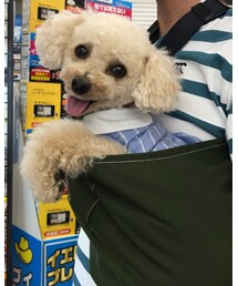 チャコ、スリングデビュー🌸 | その他