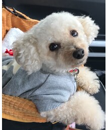 助手席からのチャコの視線♡ | その他