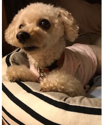 風の音が怖いチャコ💦 | ちょっと心配そう、、(その他)