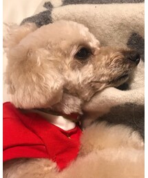 チャコトリミング💗 | 手触りモフモフ💗(その他)