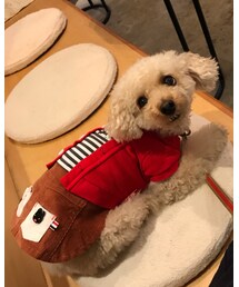 チャコといつものカフェにて☕️💕 | 膝から膝へ渡り歩くチャコ(その他)