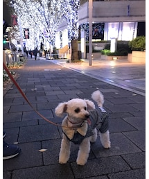 チャコも一緒にキラキラ見たよ✨ | その他