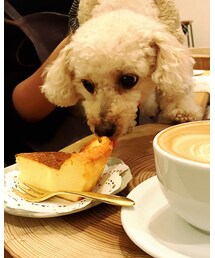 チャコ、美味しそうなケーキ発見っ💗 | いきつけのカフェのお姉さんのお膝にて♡(その他)