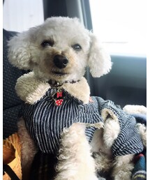 運転をジッと見つめるチャコ✨ | その他