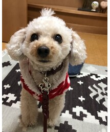 お散歩行くんだよね？と見つめるチャコ💗 | その他