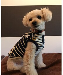 チャコはおすわり上手にできるんだよ💗 | その他