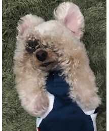 写しちゃイヤっ❣️チャコ | その他