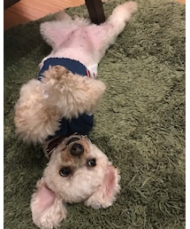 おくつろぎのチャコ🌸 | その他