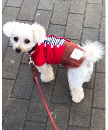 チャコ、お散歩してるの💗 | チャコも食べたいっ❣️(その他)