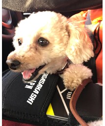 チャコは行くんだワン🌸 | その他