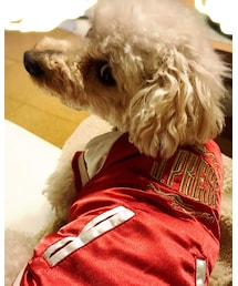 なめ犬風チャコ🐶 | その他