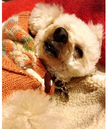 チャコのネムネムモード💗 | その他