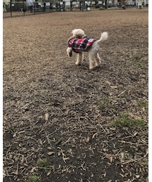 だーれもいないドッグラン。 | その他