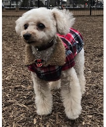 ちょっぴり寂しくなっちゃった。 | なんでチャコは1人ぽっちなの？(その他)