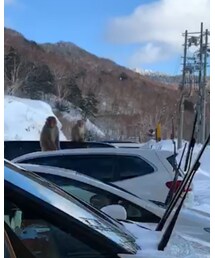 野生のサル🐵🐵 | その他