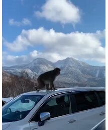 車の上から景色を眺める野生のサル🐒 | その他
