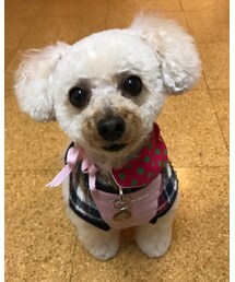 おねだりチャコちゃん💗 | その他