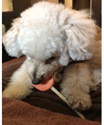 チャコ、ペロペロキャンディー🍭をむさぼる（笑） | その他
