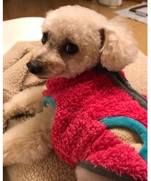 チャコちゃん只今女の子中〜🌸 | その他