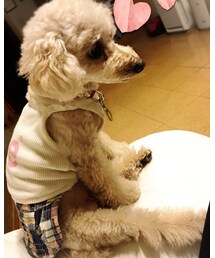 ソファで佇むチャコ🌸 | なんか、、人っぽい(その他)