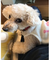 乗ったら動かないチャコ🌸 | 膝の上が定位置。(その他)