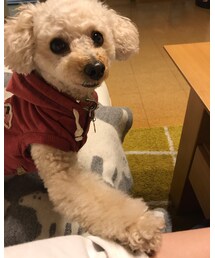 おねだりチャコちゃん🌸 | ねえねえ❣️ちょーだい💗(その他)